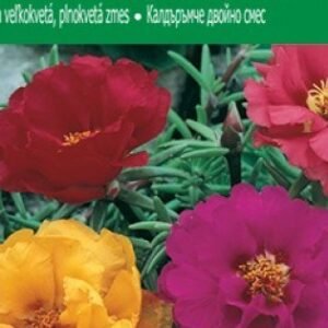 Agrosel porcsinrózsa vetőmag