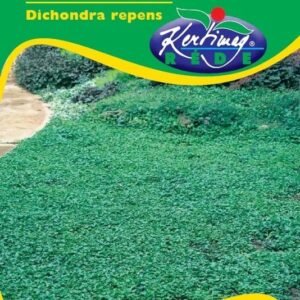 Dichondra zöldszőnyeg vetőmag 50 g