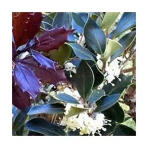 Növény: Bronzlevelű illatvirág (Osmanthus)