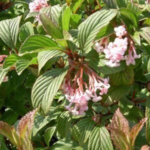 Növény: Kikeleti bangita (Viburnum bodnantense)
