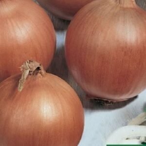 Unico F1 hagyma vetőmag #2, 250 g