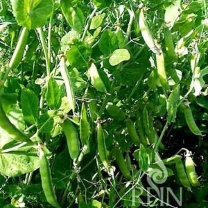 Zöldborsó Provence 500 g vetőmag